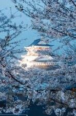 91视频大象传媒-91视频大象传媒，数字时代的娱乐新生态与文化反思